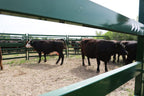 Cattle Corral Panels