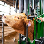 The General Feedlot Hydraulic Cattle Chute